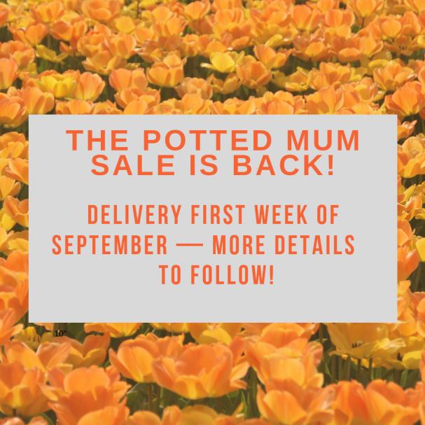 Potted Mum Sale Is Back!